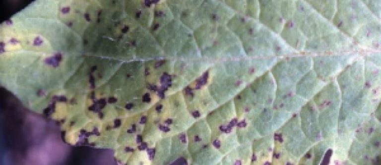 Cercosporiose