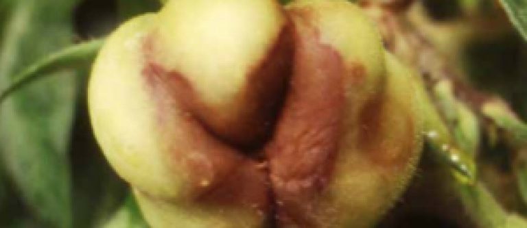 Rabougrissement buissonneux de la tomate