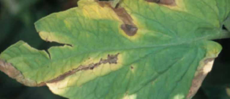 Verticilliose