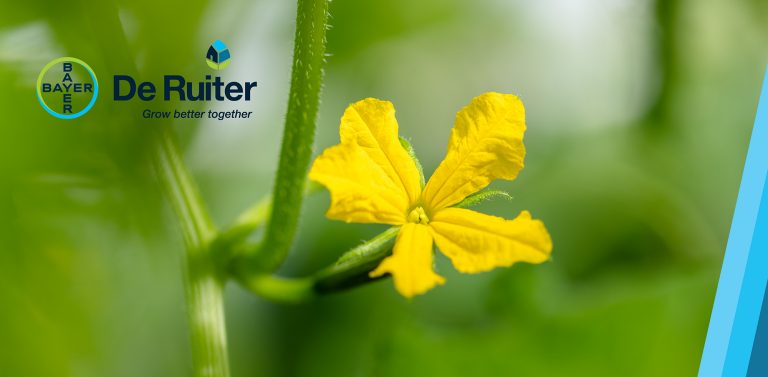 Bayer Gurken-Webinar zu Gomax, Georgia & CGMMV-Resistenz