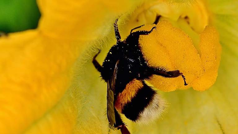 Il fondamentale ruolo delle api nell'impollinazione