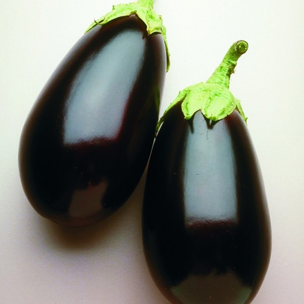 NIGHT SHADOW Eggplant SEMINIS