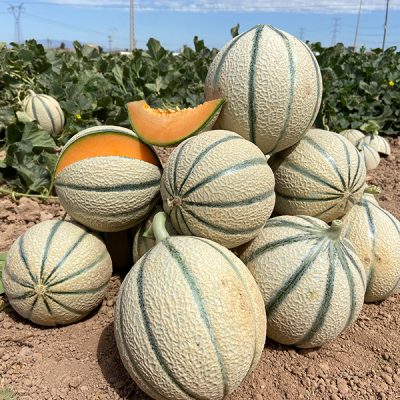 Semi di melone precoce - Melonade - johnnyseeds - resistente all'oidio