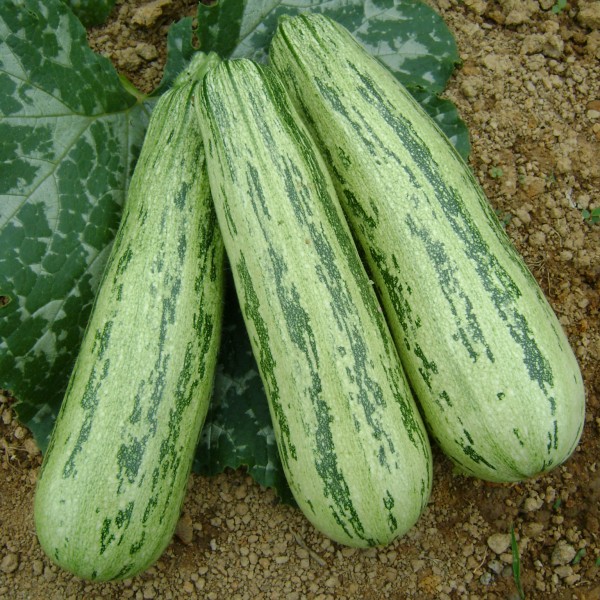 PX 13067051 Squash SEMINIS
