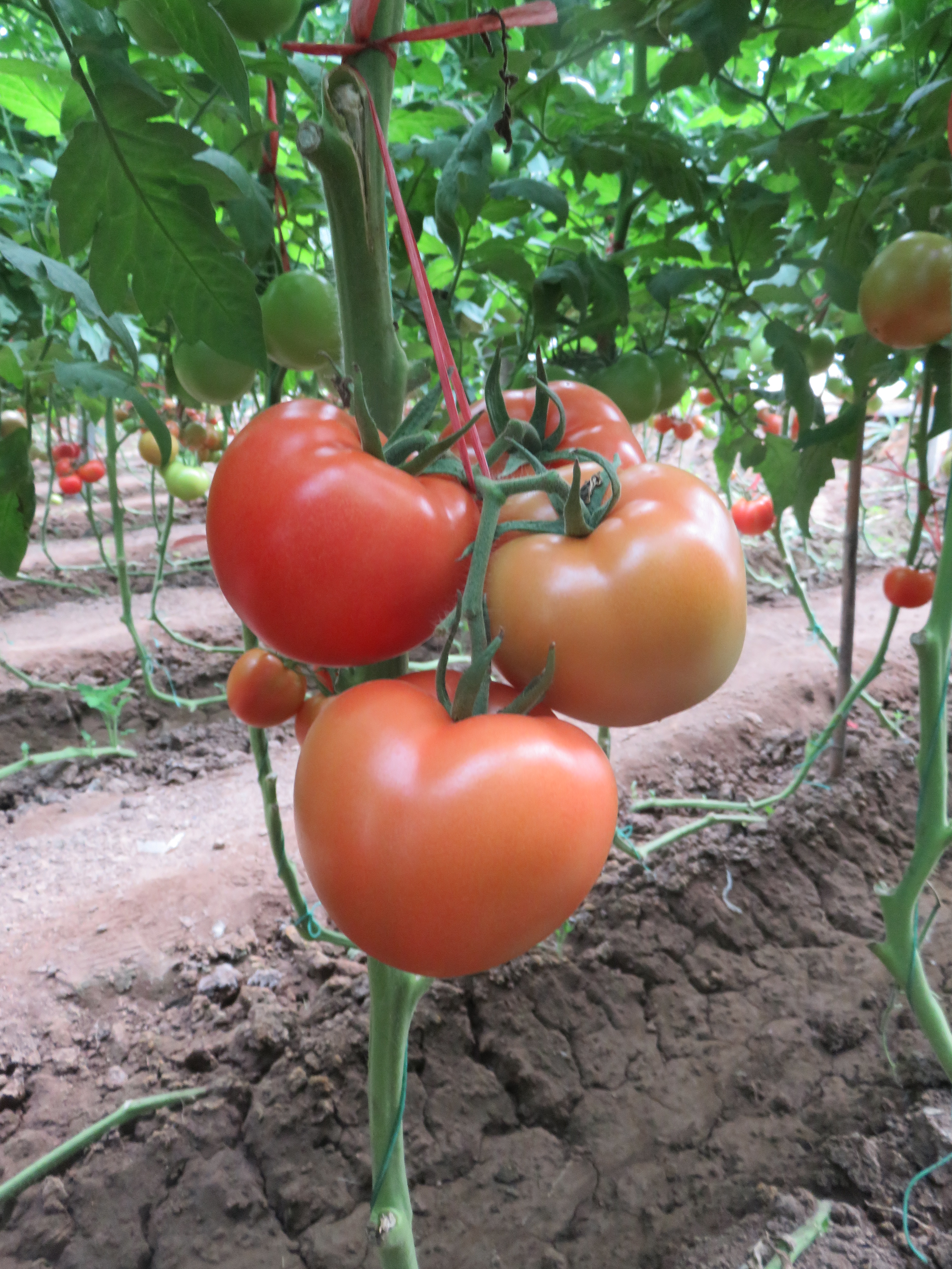 SVTH6995 Tomato SEMINIS