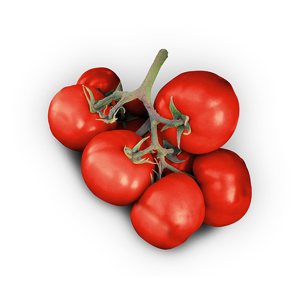 Tomatoページ SV2444TH Tomate SEMINIS