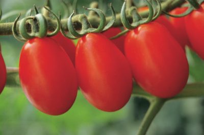 とまとページ Tomato, Striped German , Organic Growing Aids: Totally Tomatoes