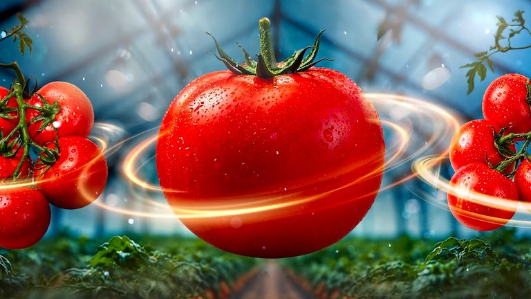 Nuevas variedades de tomate ofrecen protección frente a la mutación del ToBRFV 