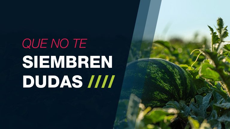 Watermelon Chlorotic Stunt Virus (WmCSV) y Squash Leaf Curl Virus (SLCV)