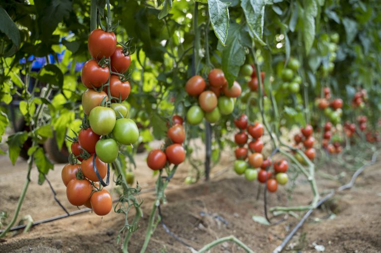 SVTJ7932 ya tiene nombre: Seminis presenta Peramy, su nuevo tomate pera de exportación