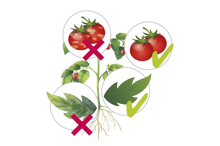 Guía completa sobre el rugoso en el tomate