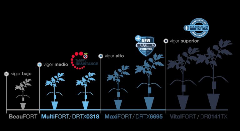 Portainjertos de tomate de De Ruiter: Más producción y sanidad de planta