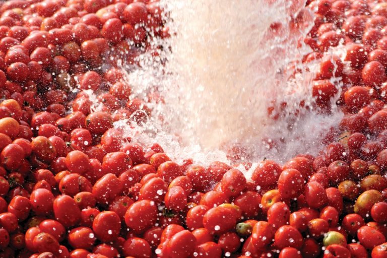  Variedades de tomate de industria: cómo elegir según ciclo, calidad y sanidad