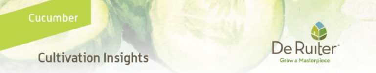 Fruit Length in Winter-Grown Cucumbers