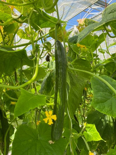 Cucumber