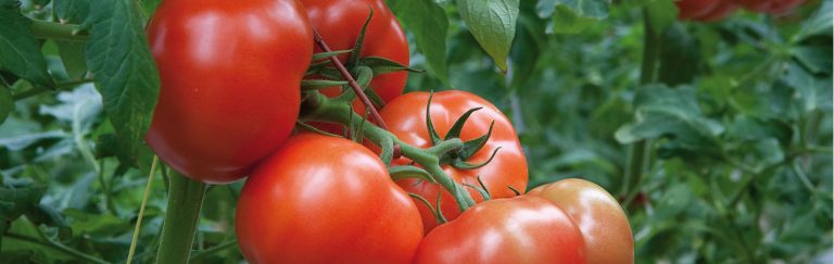 Teelttip Herfsttomaten | week 51 - 2021