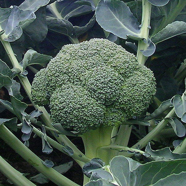 IRONMAN Broccoli SEMINIS