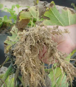 Galling of summer squash root system. (Courtesy of Kenneth Seebold, Jr.)