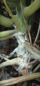 Sclerotinia sclerotiorum stem of squash.