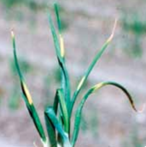 Leaf tissue yellowing caused by glyphosate.