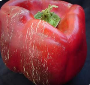 Surface cracks on bell pepper fruit.