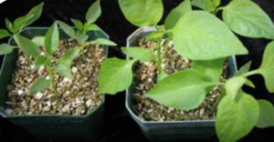 Phosphorus deficient (left) and healthy (right) pepper seedlings.