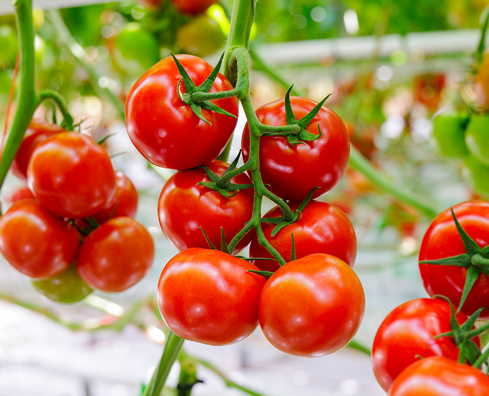 Tomato image