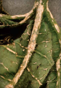 Foliar infection is confined to the veins. (Courtesy of Thomas A. Zitter)