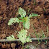 Diabotrica beetle damage on pepper