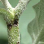 Entry sites of the eggplant fruit and shoot borer