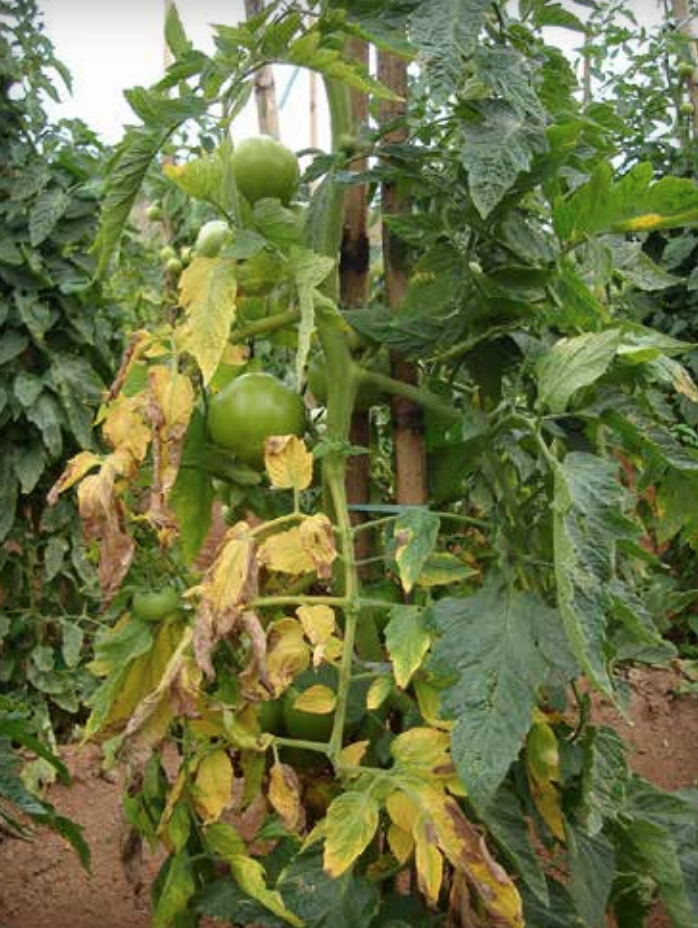 One-sided yellowing and wilting.