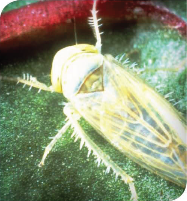The beet leafhopper (Circulifer tenellus)