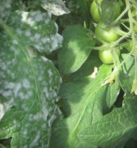 Oidium neolycopersici: leaves of susceptible (left) and intermediate-resistant (right) plants.