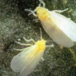 The greenhouse whitefly (Trialeurodes vaporariorum)