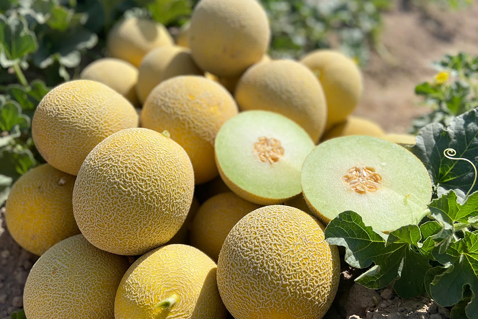melones-seminis