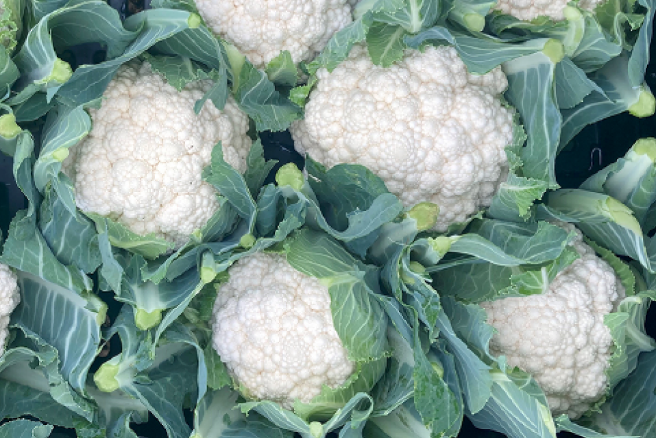 coliflor-curdivex