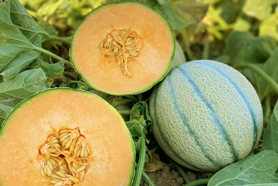 Cantaloupe