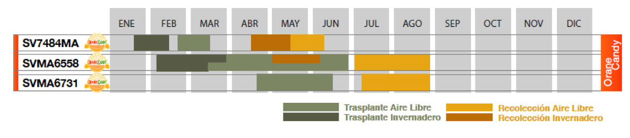 siembra orange candy