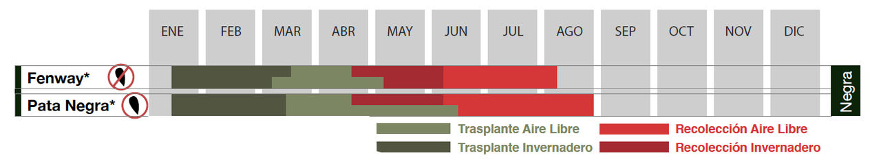 SIEMBRA SANDÍA NEGRA