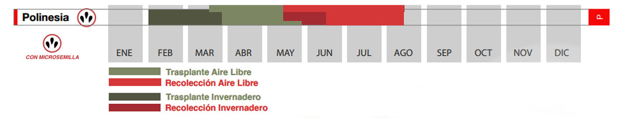 SIEMBRA SANDÍA POLINESIA