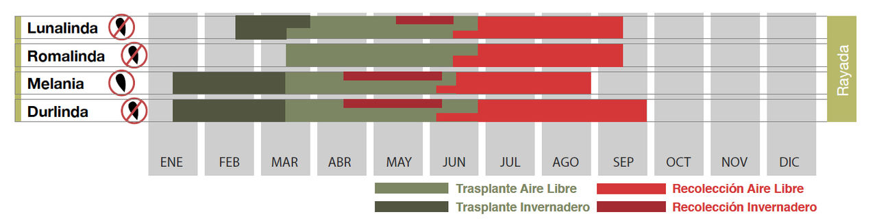 SIEMBRA SANDÍA RAYADA