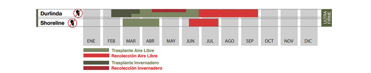SIEMBRA SANDÍA ULTRAFIRME