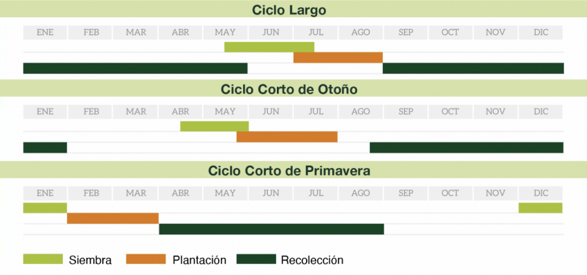 calendario-tomate-marmande-para-cultivos-en-almeria