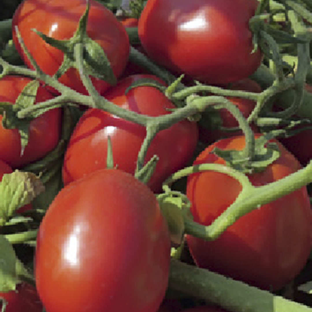 tomate-industria-SVTM9034