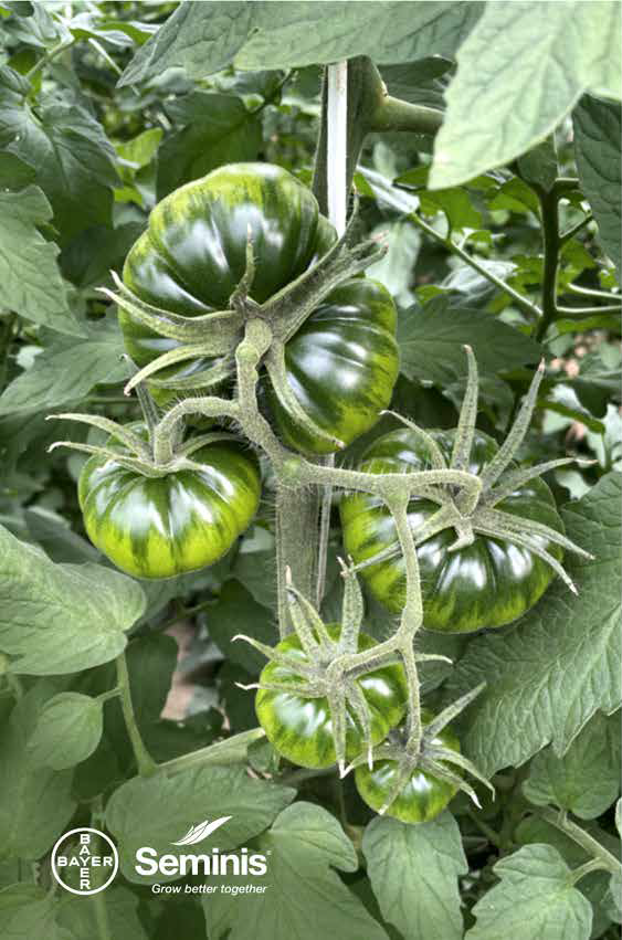 tomate-marmande