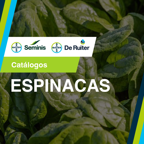 ESPINACAS