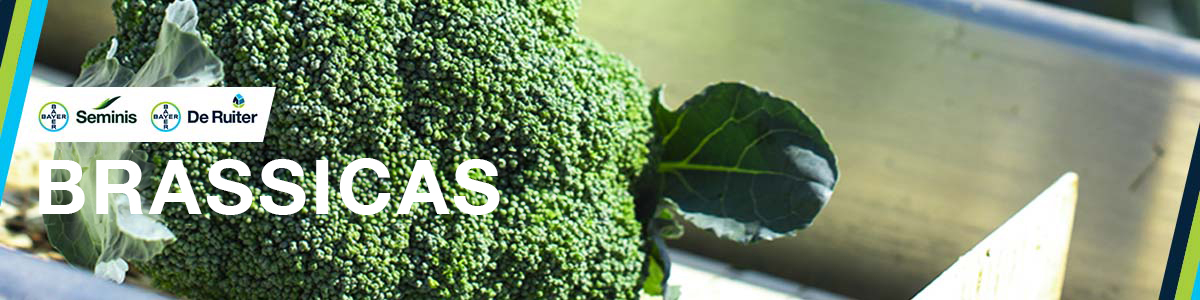 Catálogos Brassicas