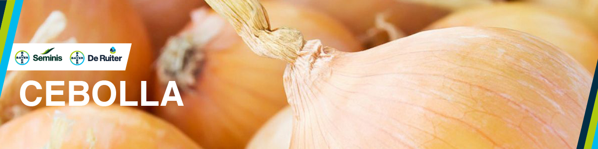 Cebolla Banner