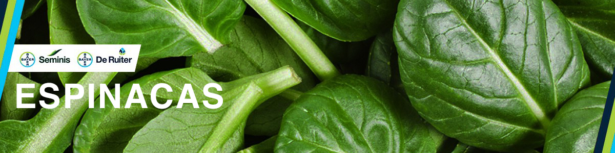Espinacas banner