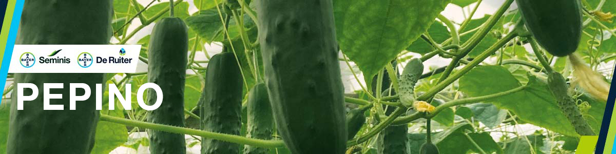 Pepino banner